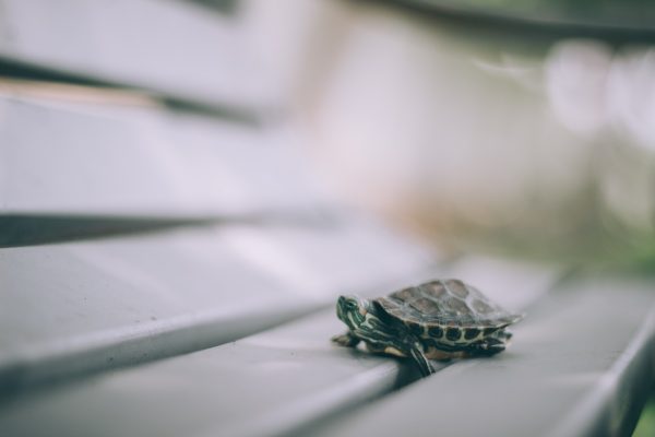 patience turtle, be patience when investing